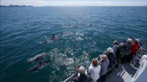 Observation dauphins bateau Bretagne